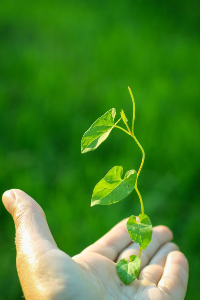 绿色植物在一个女孩手中自然的绿色背景。图片下载