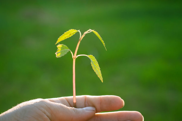 绿色植物在一个女孩手中自然的绿色背景。图片下载