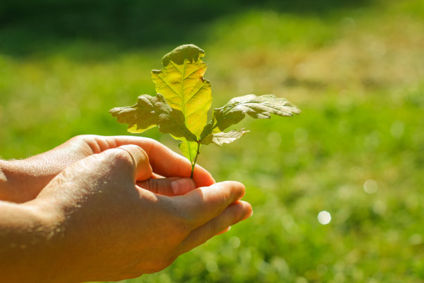 绿色植物在一个女孩手中自然的绿色背景。图片下载