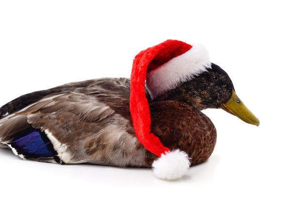 戴圣诞帽的鸭子。图片下载