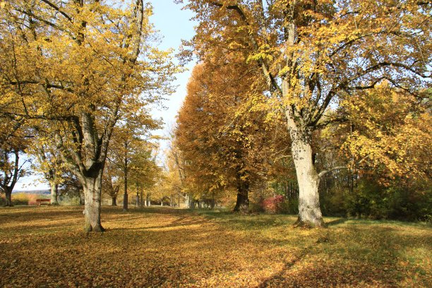 透过和平高地上的林德纳利在Flacht图片下载