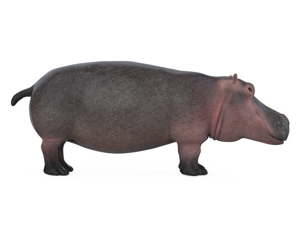 河马孤立图片下载