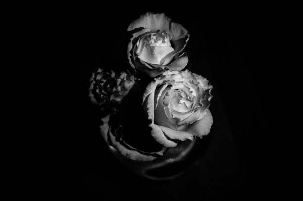 黑色背景上的白玫瑰。图片下载