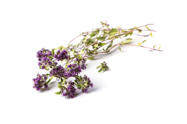 百里香图片下载