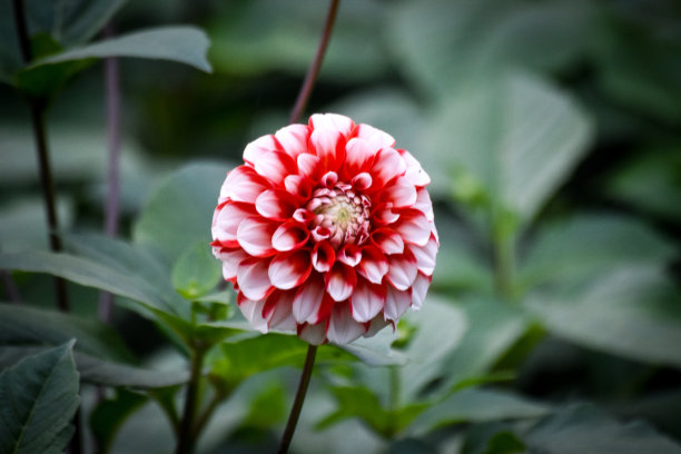 红白相间盛开的花朵是一幅自然的园林照片图片下载