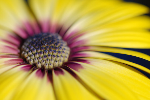 Osteospermum完全开放图片下载