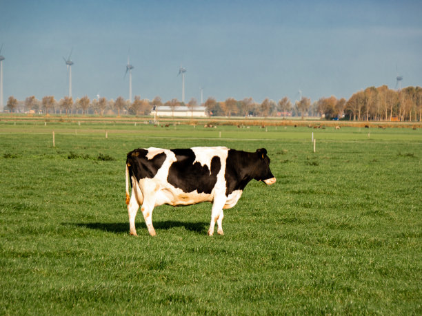 荷兰奶牛在荷兰福莱弗兰附近的绿色草地上图片下载