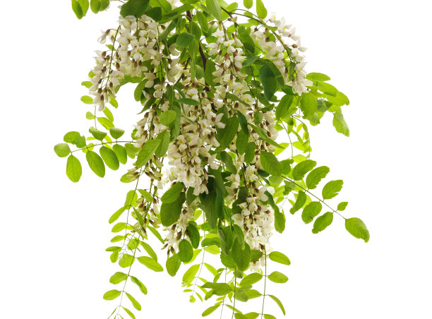 盛开的金合欢带着叶子。图片下载