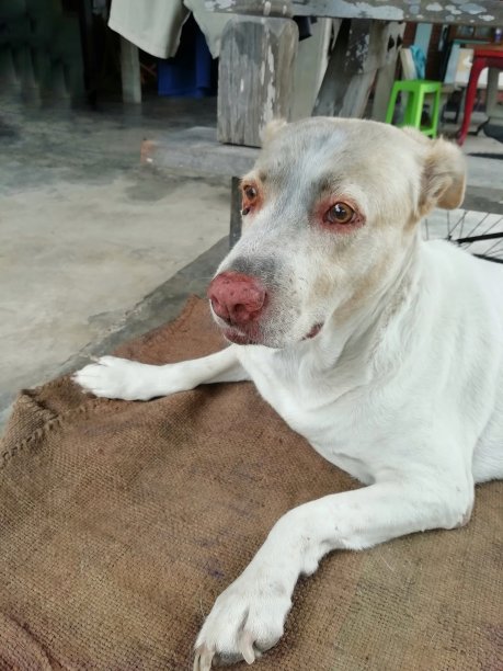 一只白色的流浪狗躺在水泥地上。图片下载