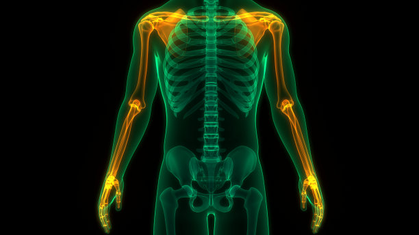 人体骨骼系统上肢骨关节解剖学图片下载