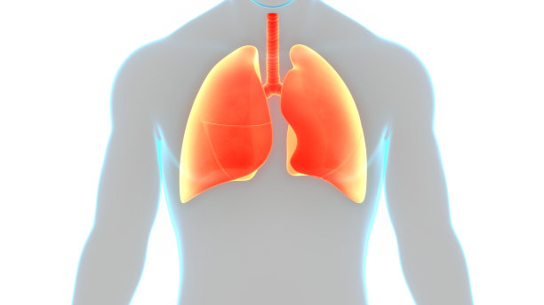 人体呼吸系统及肺解剖学图片下载