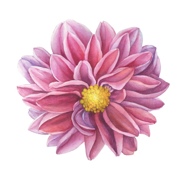 Сloseup pink Dahlia flower. Watercolor hand drawn painting illustration isolated on white background.图片下载