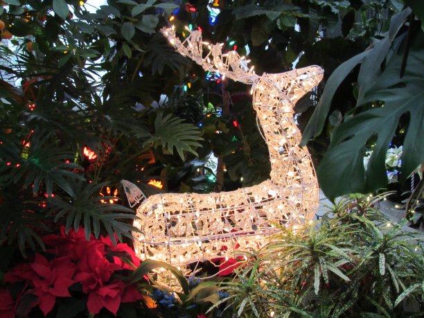 照亮圣诞驯鹿图片下载