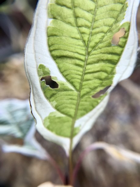 叶子我独自一人图片下载