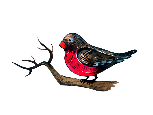 冬天的鸟(红腹灰雀)在树枝上-冬天和圣诞节收集。水彩插图。白色背景上的孤立元素。图片下载