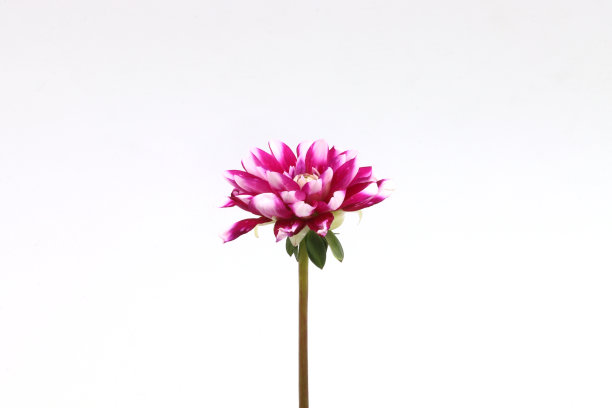 大丽花孤立在白色背景图片下载