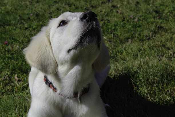 金毛小狗画像，白色金毛小狗图片下载