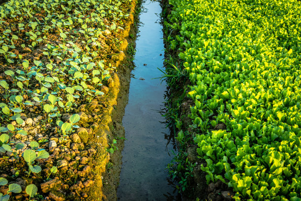 香港的生菜农场图片下载