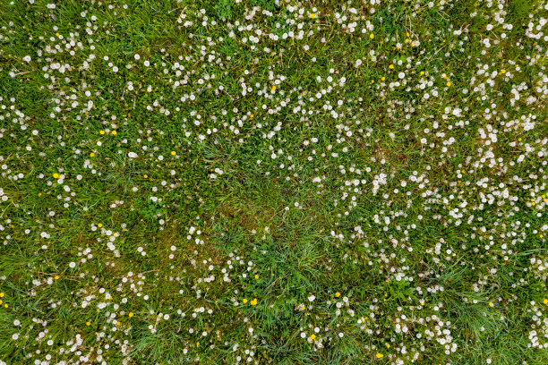 夏天阴天的草地上长满了蒲公英。图片下载