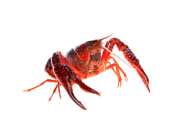 白色背景上的小龙虾图片下载