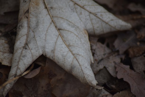 离开上色图片下载
