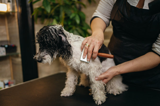 护理沙龙里的贵宾犬图片下载