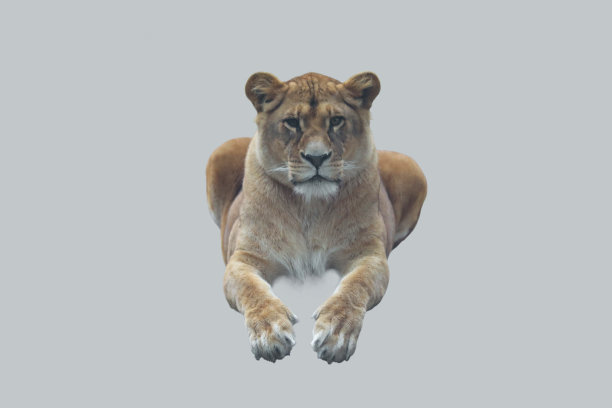 年轻的母狮孤立在灰色的背景下。图片下载