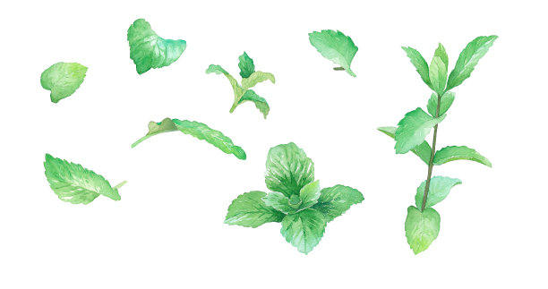 草本:薄荷叶和薄荷枝的水彩画。图片下载