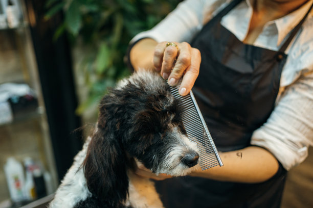 护理沙龙里的贵宾犬图片下载