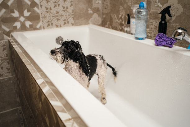 狮子狗在淋浴图片下载