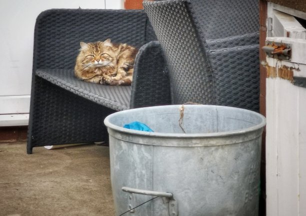 懒惰的猫图片下载