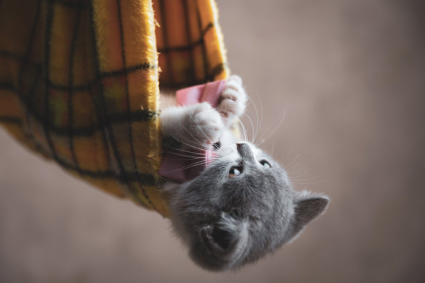 可爱的英国短毛猫玩她的领结图片下载