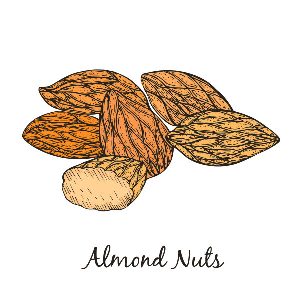 手画杏仁孤立在白色图片下载