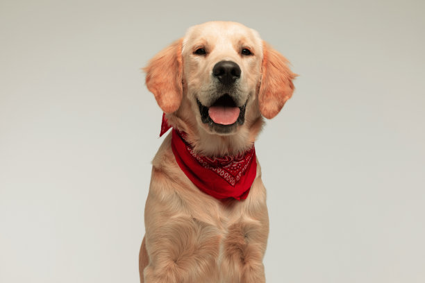 戴着红色头巾的可爱金毛猎犬图片下载