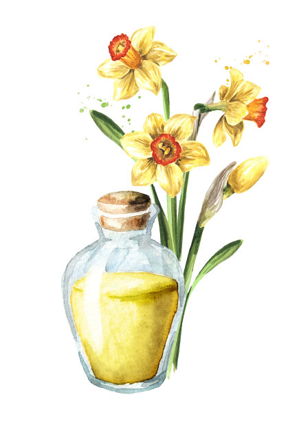春天水仙花和精油瓶。手绘水彩插图，孤立的白色背景图片下载