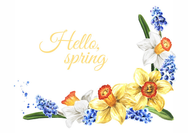 框架，花环，花束的春天水仙和麝香花，手绘水彩插图孤立在白色的背景图片下载