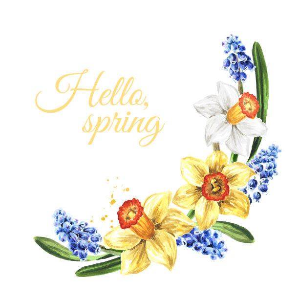 圆形画框，花圈，春天水仙和麝香花的花束，手绘水彩画，白色背景。tif图片下载