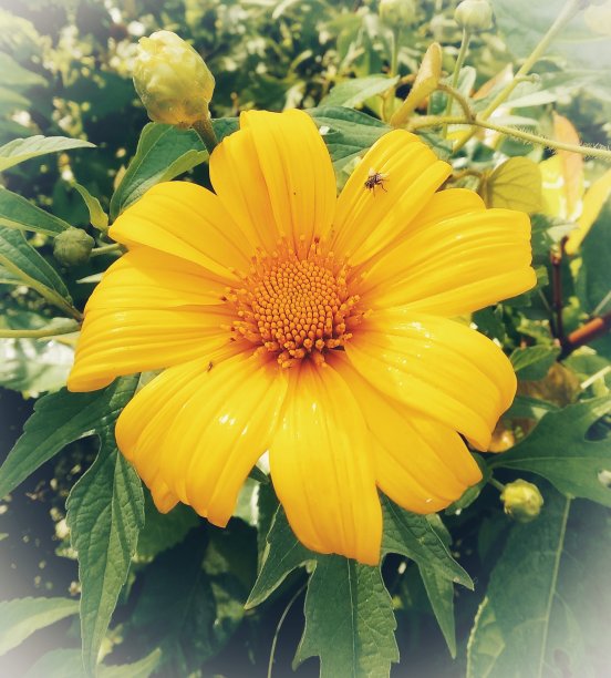 向日葵图片下载