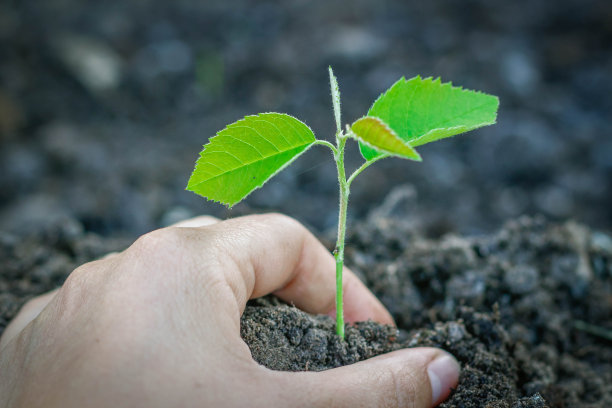 手护一株绿色的幼苗，生长在模糊的土壤背景上。图片下载