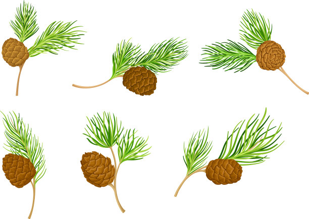 有常绿针状叶子的雪松枝图片下载