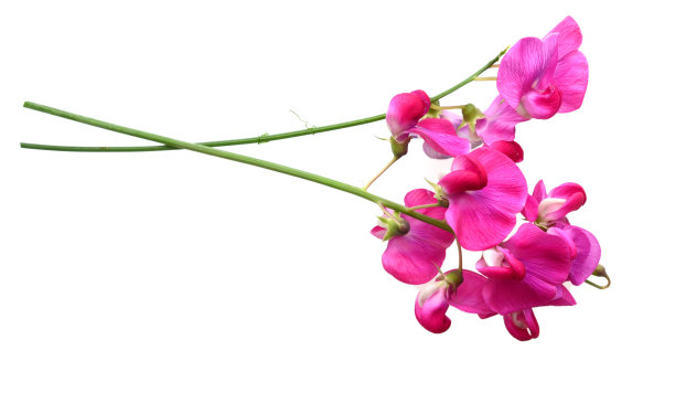 多年生豌豆或阔叶石菖蒲的花，孤立的白色图片下载