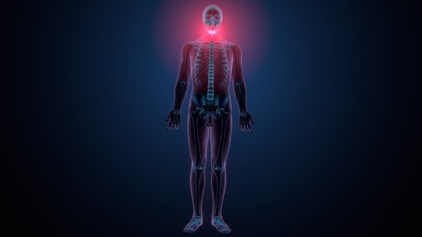 人体骨骼颈椎骨解剖的3d渲染图片下载