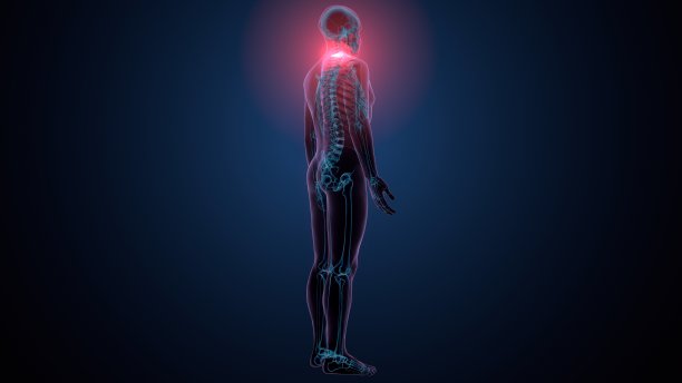 人体骨骼颈椎骨解剖的3d渲染图片下载