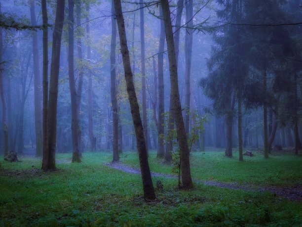 漆黑的森林。可怕的神秘公园与雾。图片下载