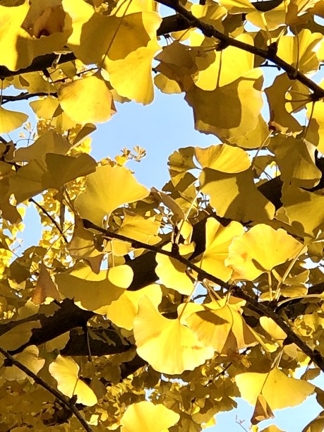 金色你好图片下载