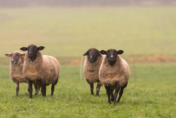 一群可爱的绵羊站在牧场上，互相看着镜头图片下载