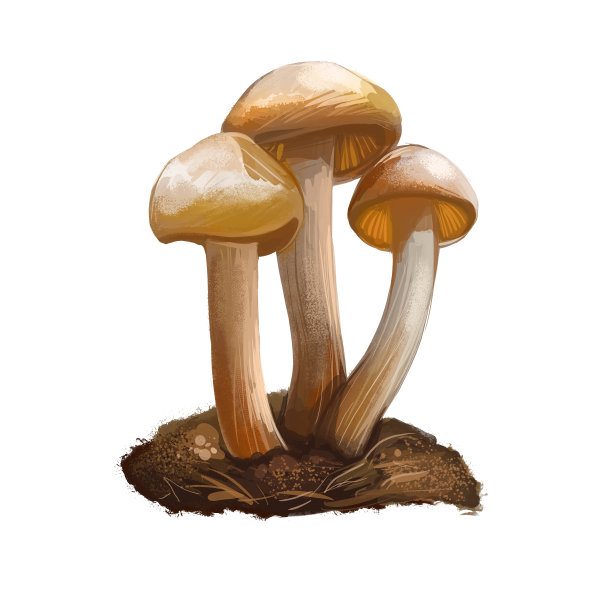 丝球菌属丝球菌科食用蘑菇。菌类分离于白色上。数码艺术插画，天然食品。秋收真菌草，健康有机植物。图片下载