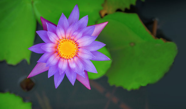 粉红色的荷花在柔和的光线下越过自然池塘图片下载