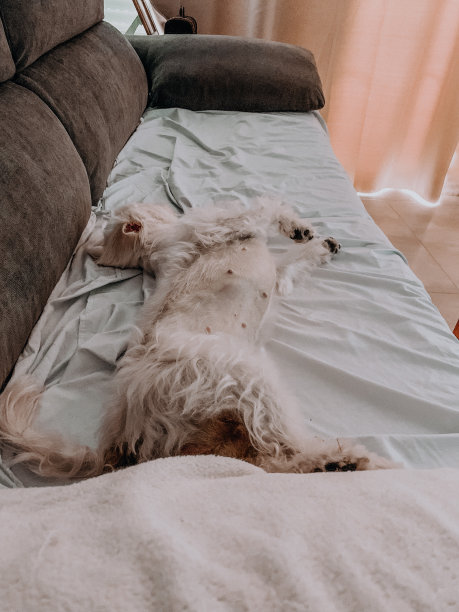 白色马耳他比雄犬图片下载