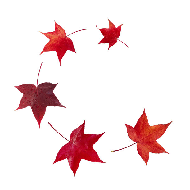 飞落的红色美国香枫树叶盘旋而下图片下载